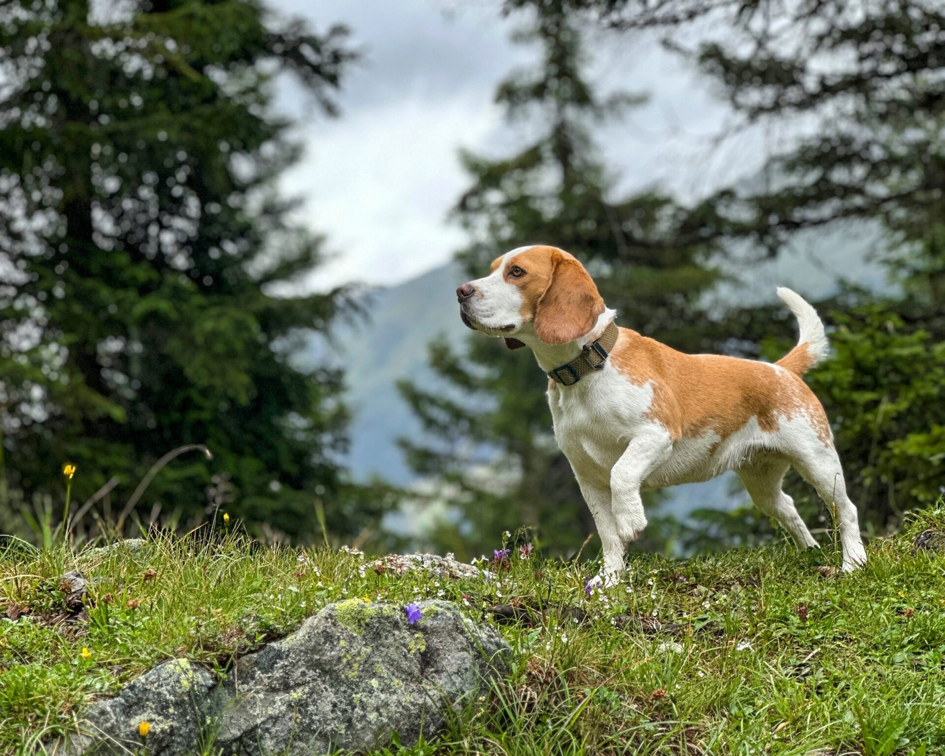Hund steht auf einer Bergwiese oberhalb von Davos zwischen Lärchen